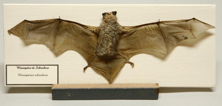 animal naturalisé : mammifère : Minioptère de Schreibers