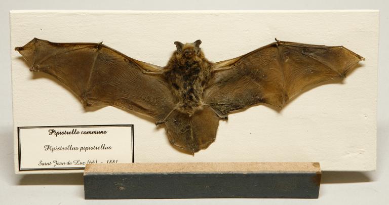 Animal naturalisé : Mammifère : Pipistrelle commune