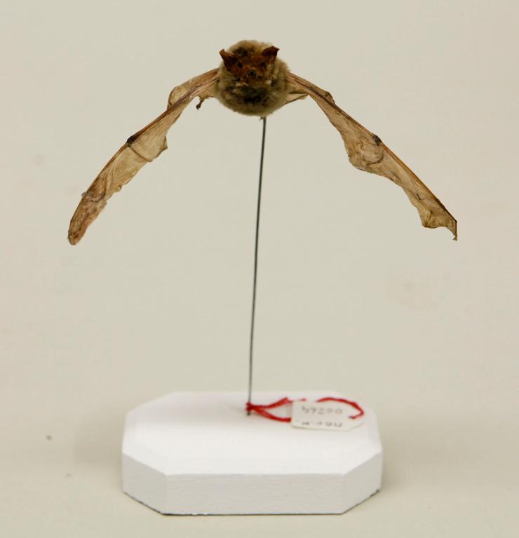 Animal naturalisé : Mammifère : Pipistrelle commune