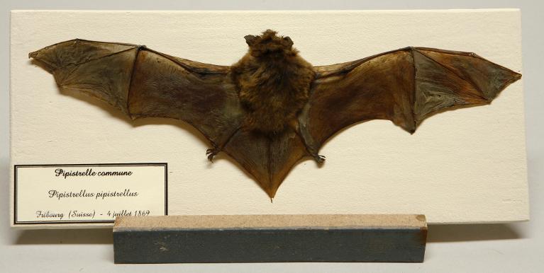 Animal naturalisé : Mammifère : Pipistrelle commune