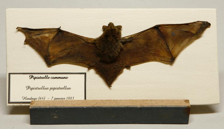 Animal naturalisé : Mammifère : Pipistrelle commune