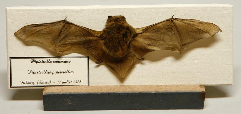 Animal naturalisé : Mammifère : Pipistrelle commune