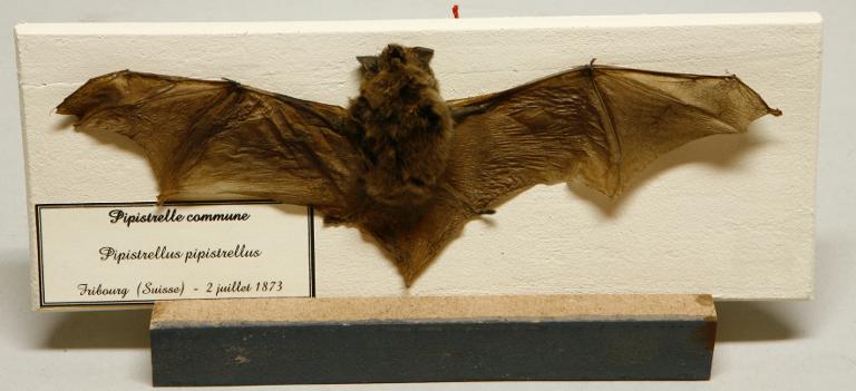 Animal naturalisé : Mammifère : Pipistrelle commune