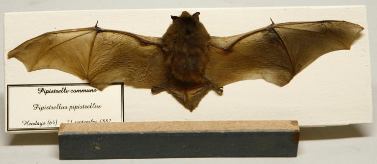 Animal naturalisé : Mammifère : Pipistrelle commune