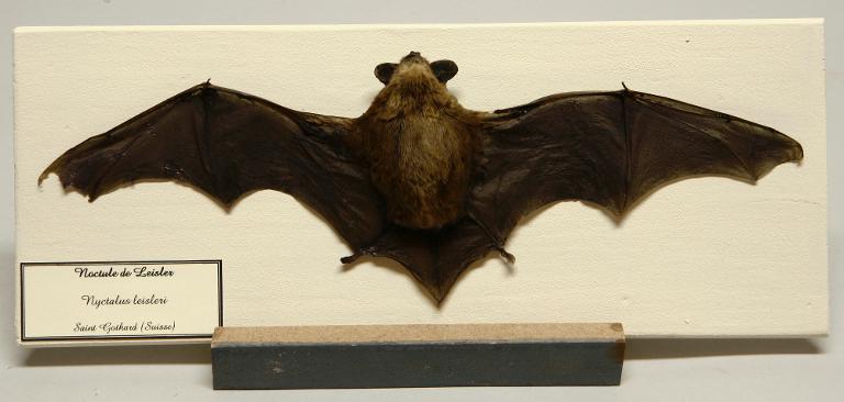 Animal naturalisé : Mammifère : Noctule de Leisler