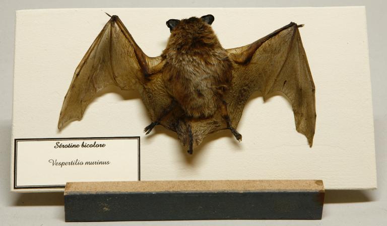 Animal naturalisé : Mammifère : Sérotine bicolore