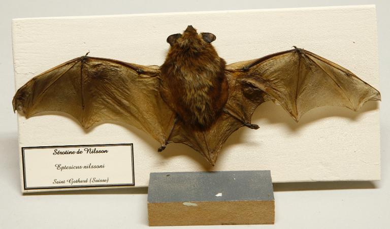 Animal naturalisé : Mammifère : Sérotine de Nilsson