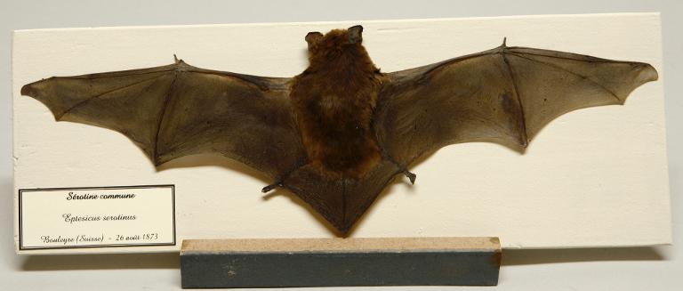 Animal naturalisé : Mammifère : Sérotine commune