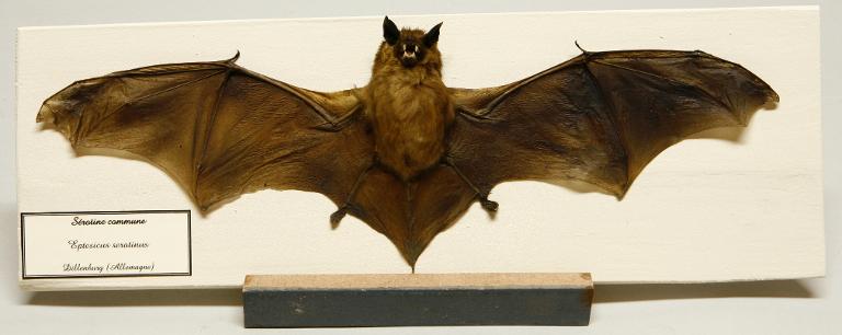 Animal naturalisé : Mammifère : Sérotine commune