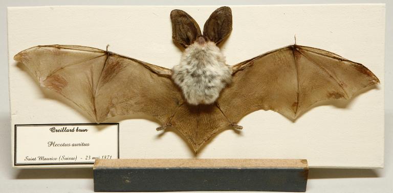 Animal naturalisé : Mammifère : Oreillard brun