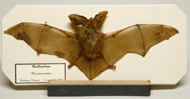 Animal naturalisé : Mammifère : Oreillard brun