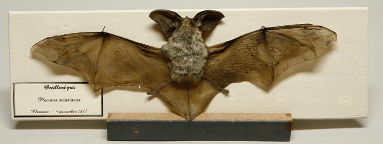 Animal naturalisé : Mammifère : Oreillard gris