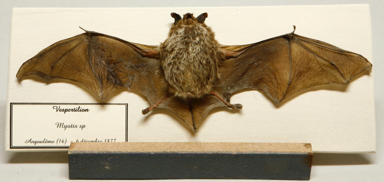 Animal naturalisé : Mammifère : Vespertilion