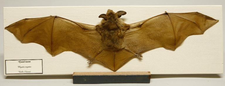 animal naturalisé : mammifère : Grand murin
