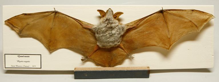 animal naturalisé : mammifère : Grand murin