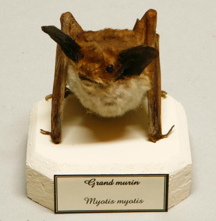 Animal naturalisé : Mammifère : Grand murin