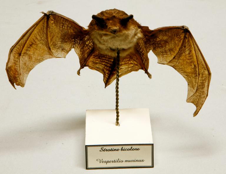 Animal naturalisé : Mammifère : Sérotine bicolore
