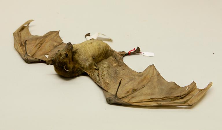 Animal naturalisé : Mammifère : Roussette