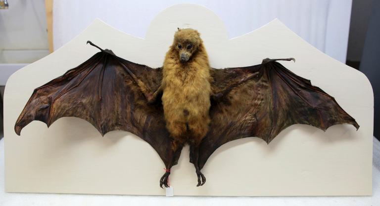 Animal naturalisé : Mammifère : Grande roussette