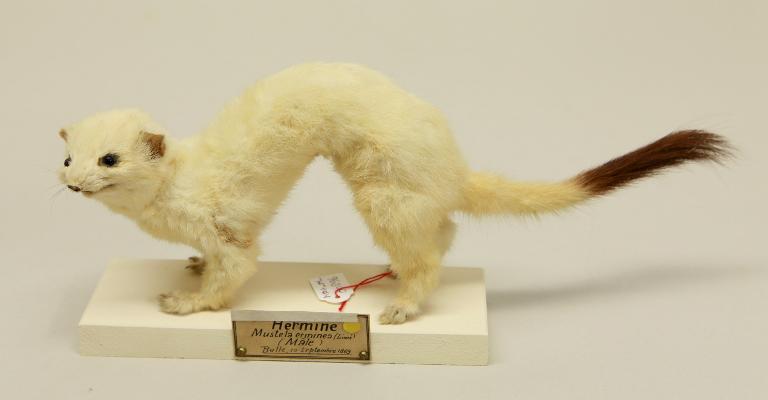 Animal naturalisé : Mammifère : Hermine