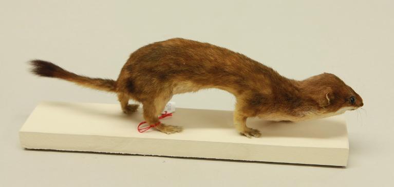 Animal naturalisé : Mammifère : Hermine