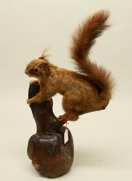 Animal naturalisé : Mammifère : Ecureuil roux