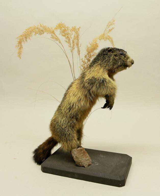 Animal naturalisé : Mammifère : Marmotte des Alpes