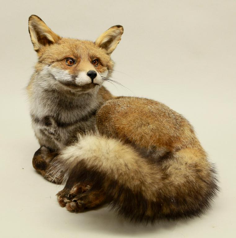 Animal naturalisé : Mammifère : Renard