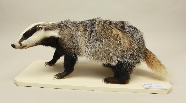 Animal naturalisé : Mammifère : Blaireau d'Europe