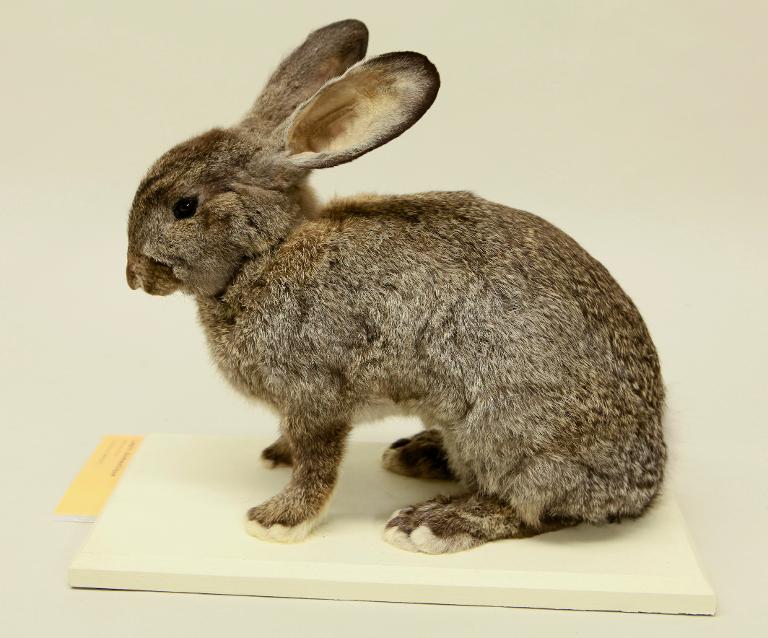 animal naturalisé : mammifère : Lapin domestique