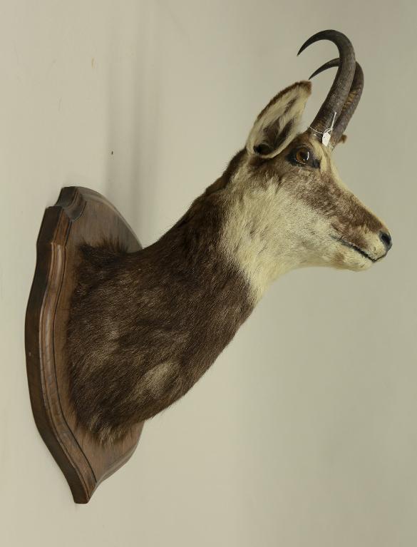 Animal naturalisé : Mammifère : Chamois (tête)