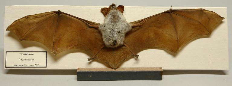Animal naturalisé : Mammifère : Grand murin