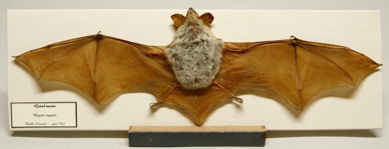 animal naturalisé : mammifère : Grand murin