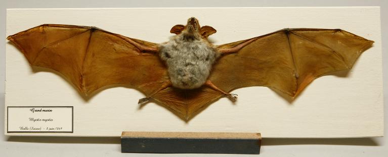 animal naturalisé : mammifère : Grand murin