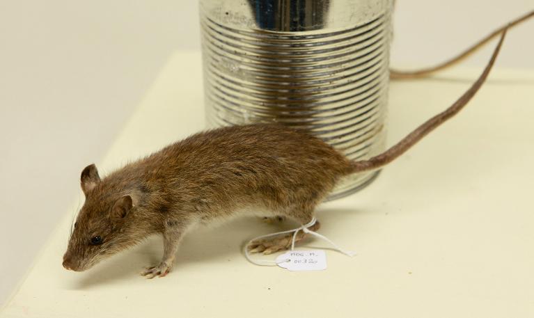 Animal naturalisé : Mammifère : Rat surmulot (avec 321)