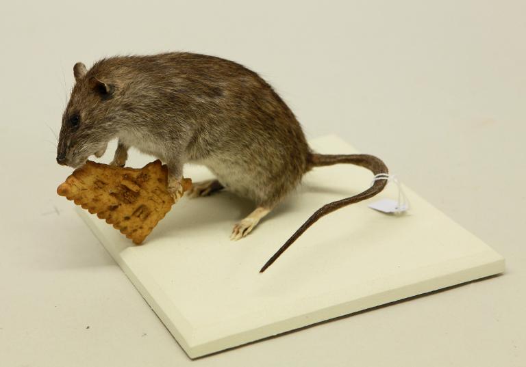 Animal naturalisé : Mammifère : Rat noir