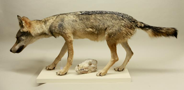 animal naturalisé : mammifère : Loup gris