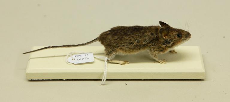 Animal naturalisé : Mammifère : Mulot sylvestre