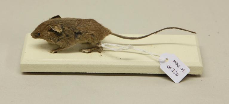 Animal naturalisé : Mammifère : Souris domestique
