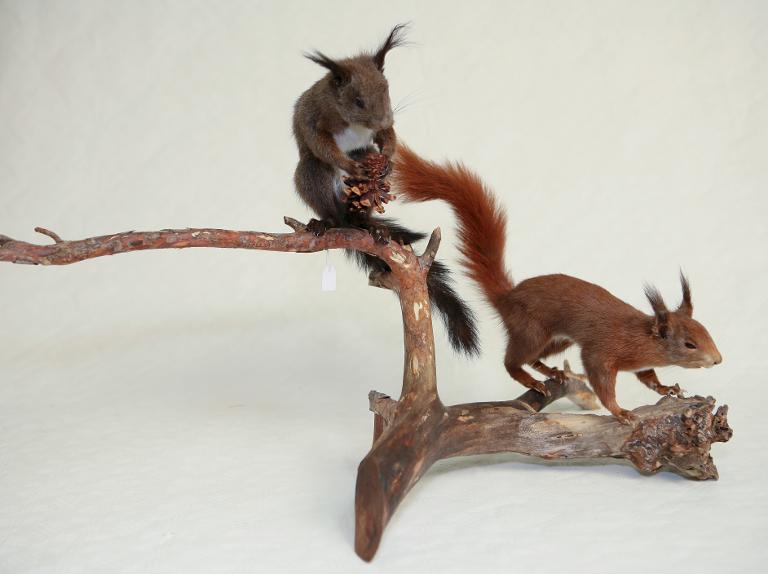 Animal naturalisé : Mammifère : Ecureuil roux (avec 328)