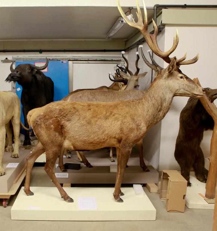 animal naturalisé : mammifère : Cerf élaphe