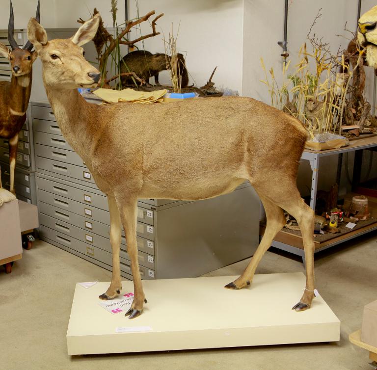 animal naturalisé : mammifère : Cerf élaphe