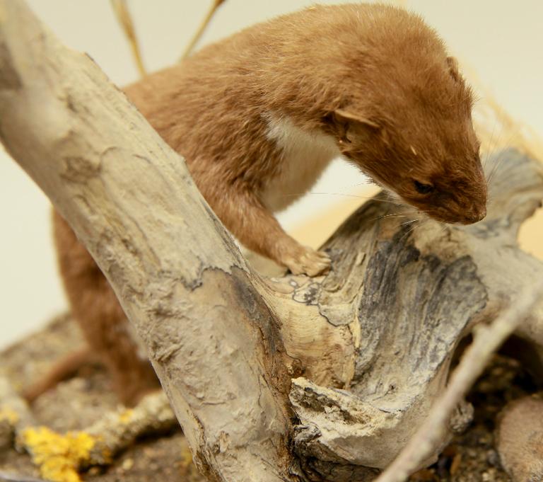animal naturalisé : mammifère : Belette (en scène avec 336)