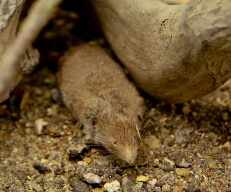 animal naturalisé : mammifère : Crocidure des jardins ( avec 335)