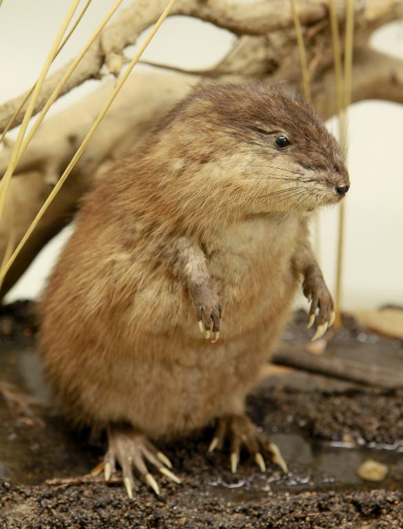 animal naturalisé : mammifère : Rat musqué ( avec 346)