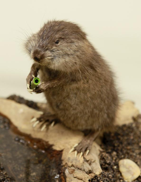 animal naturalisé : mammifère : Rat musqué (avec 345)