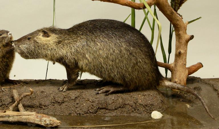 animal naturalisé : mammifère : Ragondin (avec 348)