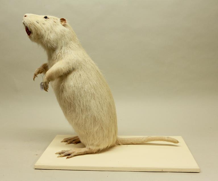Animal naturalisé : Mammifère : Ragondin albinos
