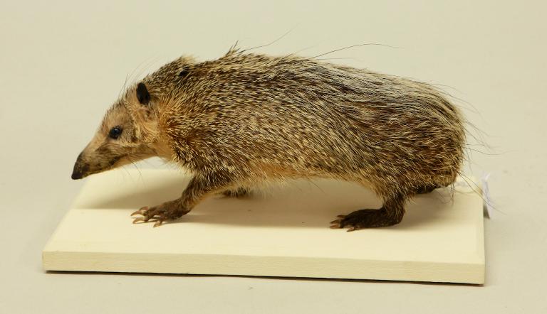 Animal naturalisé : Mammifère : Tenrec acaude