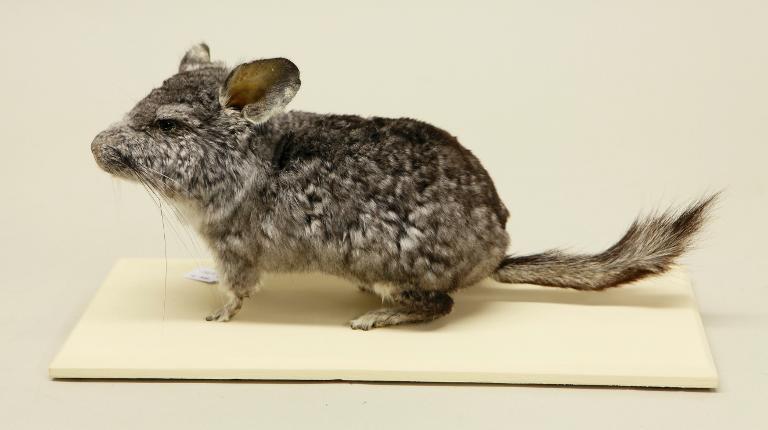 animal naturalisé : mammifère : Chinchilla domestique